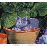 CAT IN A POT