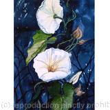 CONVOLVULOUS BY MOONLIGHT