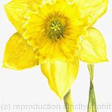 DAFFODIL