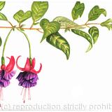 FUSCHIA