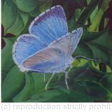 HOLLY BLUE