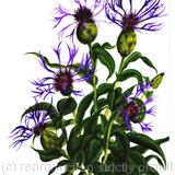 KNAPWEED