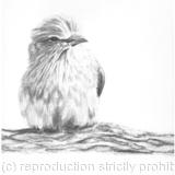 LILAC BREASTED ROLLER