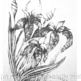 IRIS PRINT