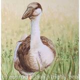 GOOSE IN THE GRASS