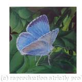 HOLLY BLUE