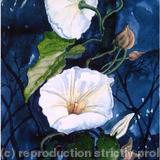 CONVOLULOUS BY MOONLIGHT