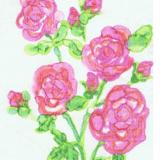 PINK ROSES