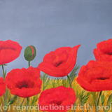 Poppies