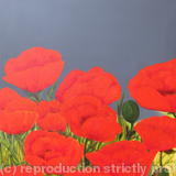 Poppies3