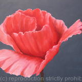 pink-poppy1