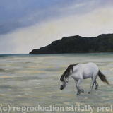 Early Morning, Calgary Bay, Isle of Mull