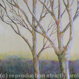 Birch Trees at the Edge of the Moor