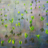 Bog Beans at Forsinard