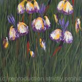 Five Irises