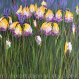 Seven Irises