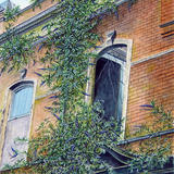 Buddlea Breaks Through