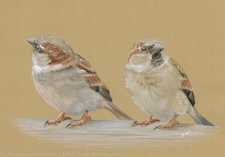 Sparrows
