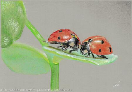Ladybirds