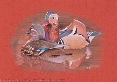 Mandarin Ducks