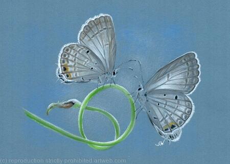 Hairstreak Butterflies