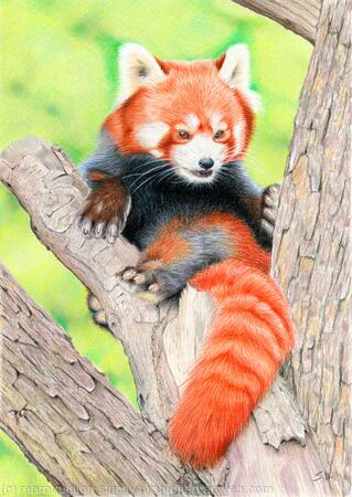 Red Panda