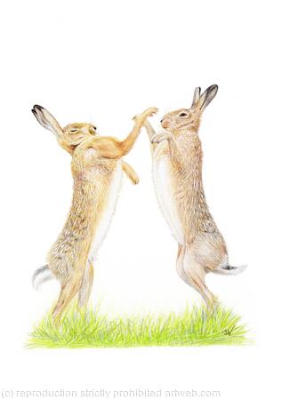 Boxing Hares