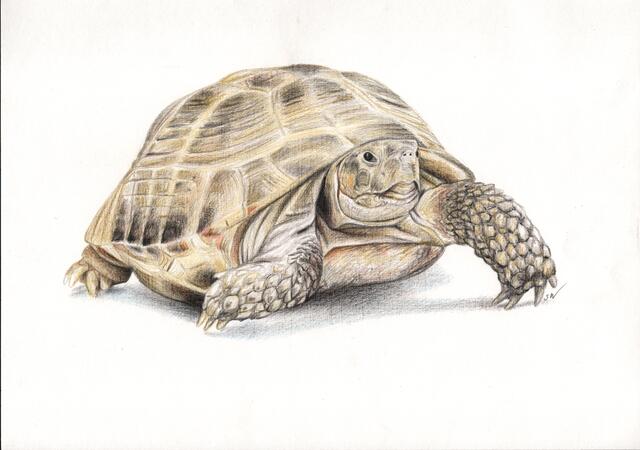 Tortoise