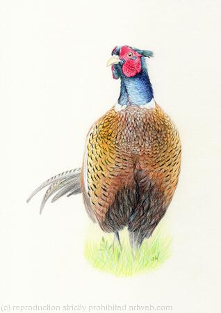 Pheasant