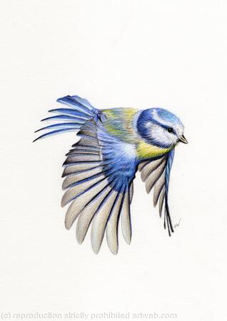 Blue Tit