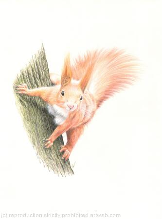 Red Squirrel