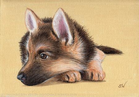 German Shepherd Puppy