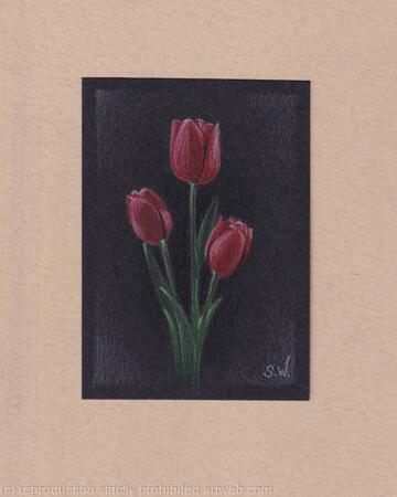 Red Tulips