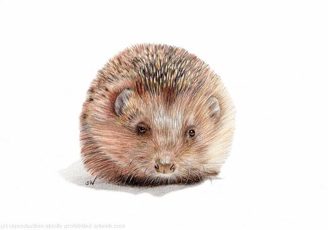 Hedgehog