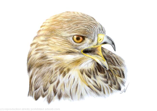 Buzzard