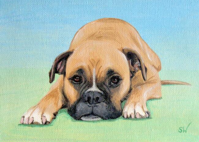 Boxer Dog 