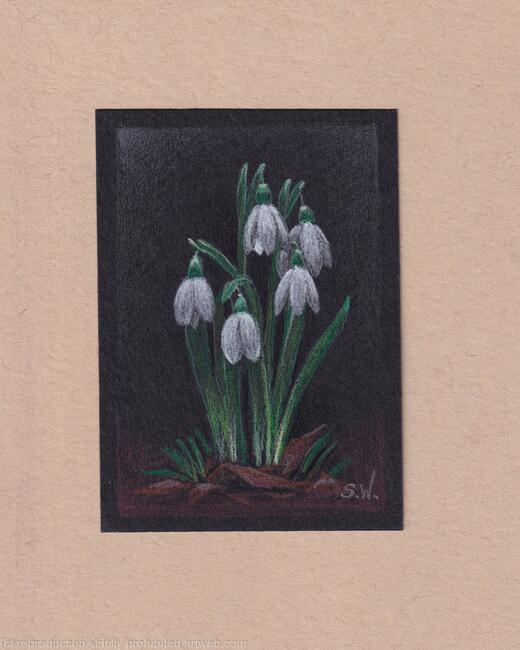 Snowdrops