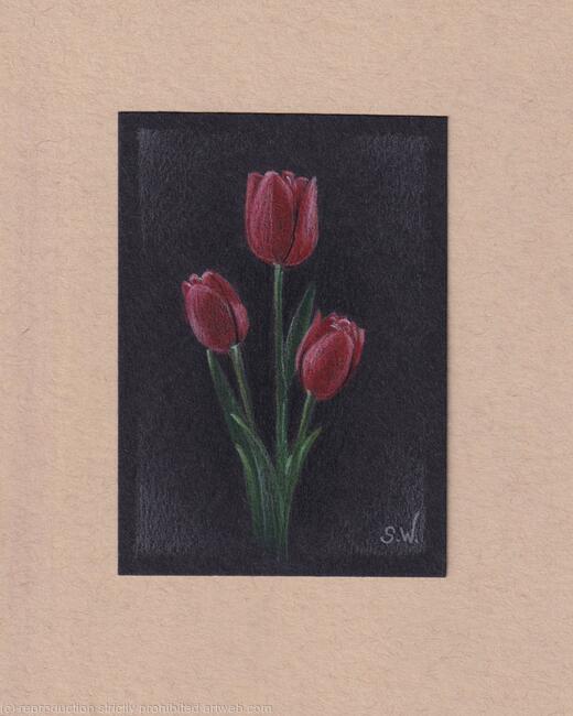 Red Tulips