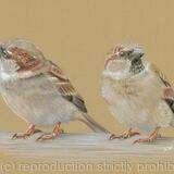 Sparrows