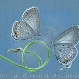 Hairstreak Butterflies