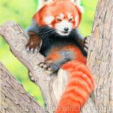 Red Panda