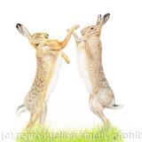 Boxing Hares