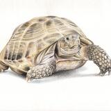 Tortoise