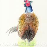Pheasant