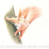 Red Squirrel