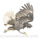 Eagle