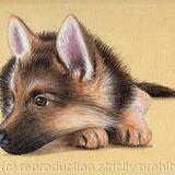 German Shepherd Puppy