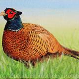 Pheasant