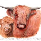 Highland Cow with Calf