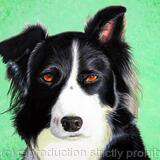 Border Collie Dog